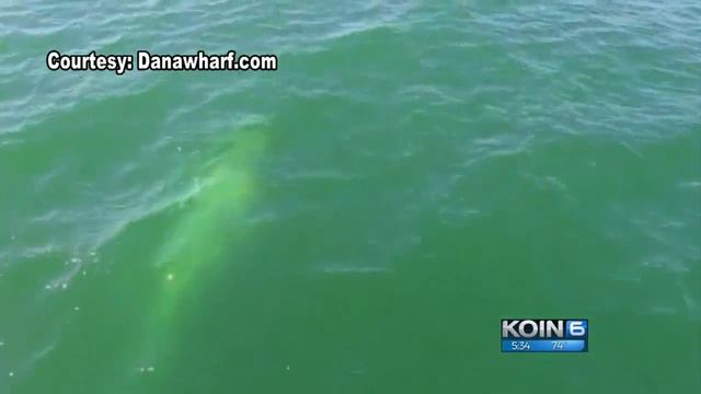 Migrating whale ensnared with metal frame on head смотреть онлайн