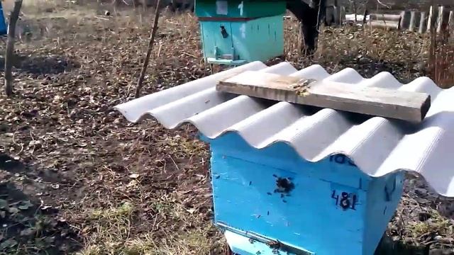 Харьков. Весенний облет пчел. смотреть онлайн