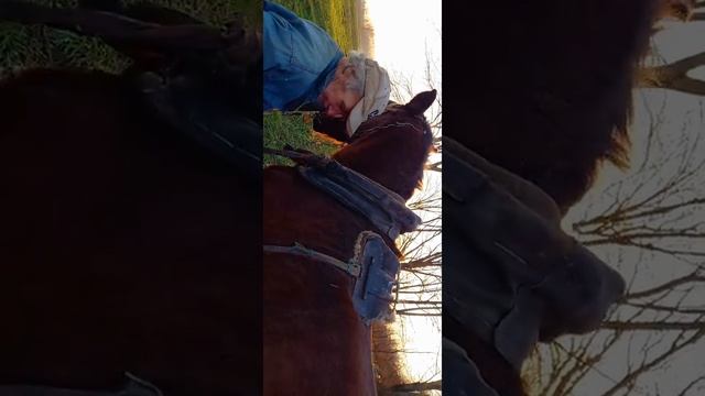 снимаю и показываю нашу любимую кобылку, комментирую происходящее. смотреть онлайн