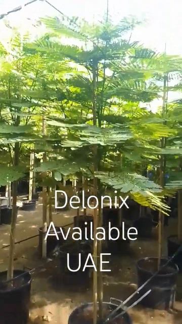 #delonix#red flower 🌹🌹# available# UAE# plants# business# home delivery# смотреть онлайн