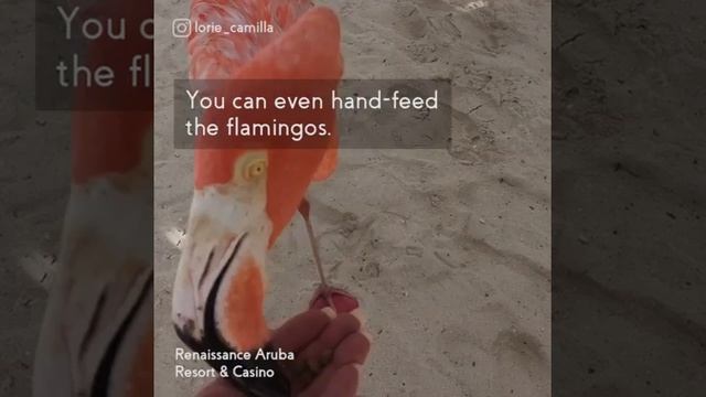 Swim With Flamingos At Flamingo Beach In Aruba
