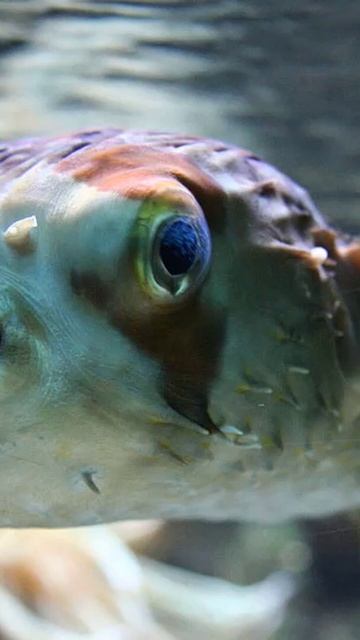 Deadly Delicacy: Fugu Dish Exposes Japan's Dark Side #food #foodlover смотреть онлайн