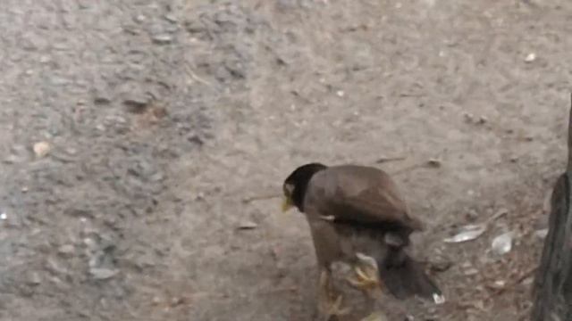 Скворцы HD The myna #1 (Acridotheres) is a bird of the starling family смотреть онлайн