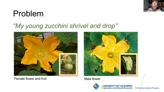 UC Master Gardeners: What Went Wrong in Your Summer Garden смотреть онлайн