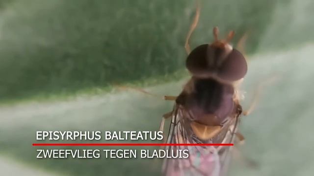 Episyrphus Balteatus | Natuurlijke vijand смотреть онлайн