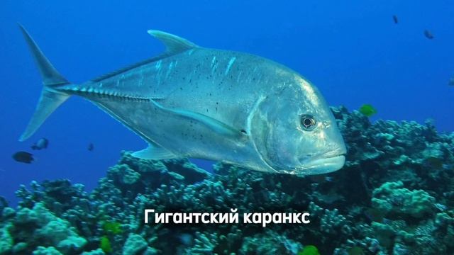 Гигантский каранкс смотреть онлайн