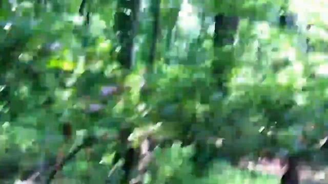 Magicicada Brood II смотреть онлайн