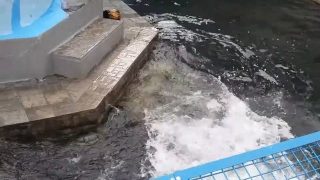Забавы Белого Мишки:))) Смешное видео, видео прикол:) смотреть онлайн