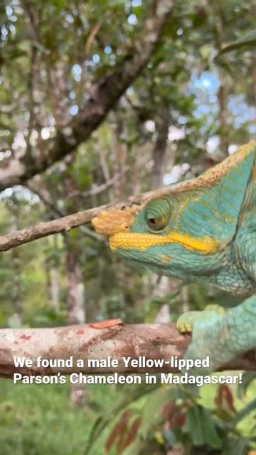 Parson’s Chameleon in Madagascar смотреть онлайн