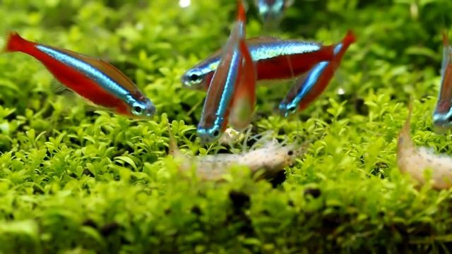 Cardinal Tetra eating dead Amano Shrimp (full HD) смотреть онлайн
