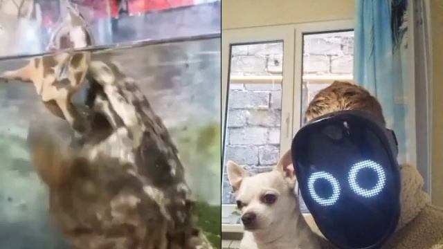 Мила #dog #pets #черепаха смотреть онлайн