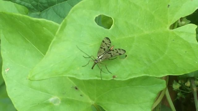 Female Scorpion fly at RSPB Bowling Green Marsh - August 2017 смотреть онлайн