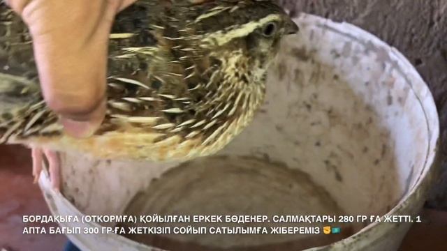 @kadyrovfarm БОРДАҚЫҒА (ОТКОРМҒА) ҚОЙЫЛҒАН ЕРКЕК БӨДЕНЕЛЕР. САЛМАҚТАРЫ 280 ГР ҒА ЖЕТТІ смотреть онлайн