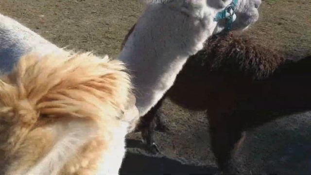 A Walk Around the Farm смотреть онлайн