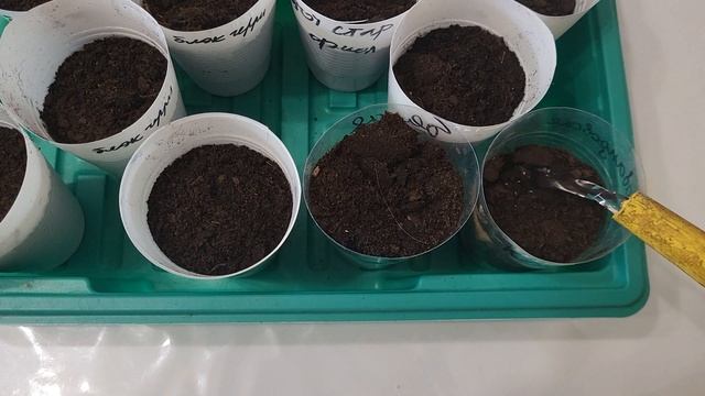 СЕЮ ПЕРЕЦ БЕЗ ПИКИРОВКИ🌶🌶🌶ВСЕГДА МОРЕ УРОЖАЯ! смотреть онлайн