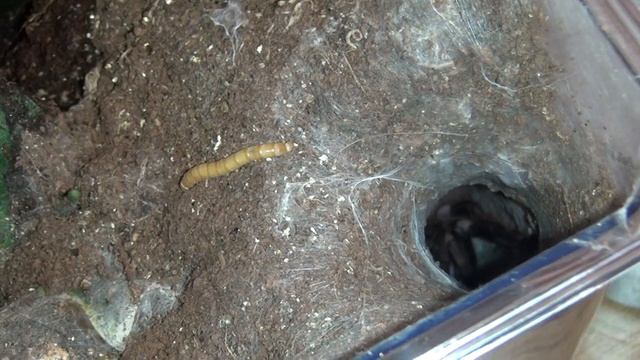 Mystica trying to get my hair - Chilobrachys natanicharum смотреть онлайн