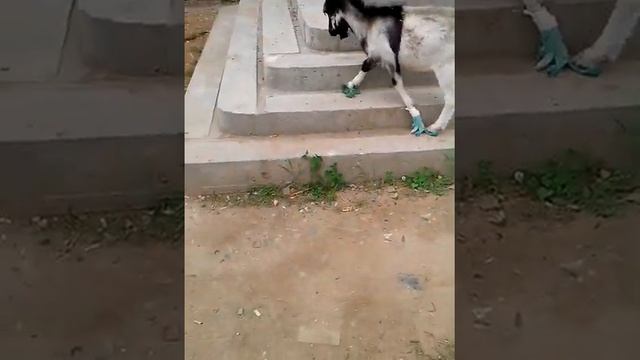 Козел изИстры часть 2))))))))))) смотреть онлайн