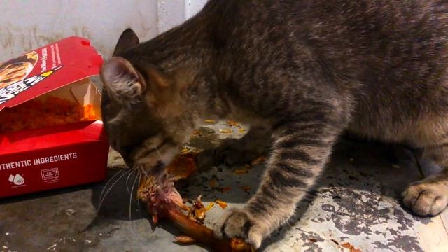 Малайзия бездомная кошка ест еду - Stray Cats Malaysia 2023