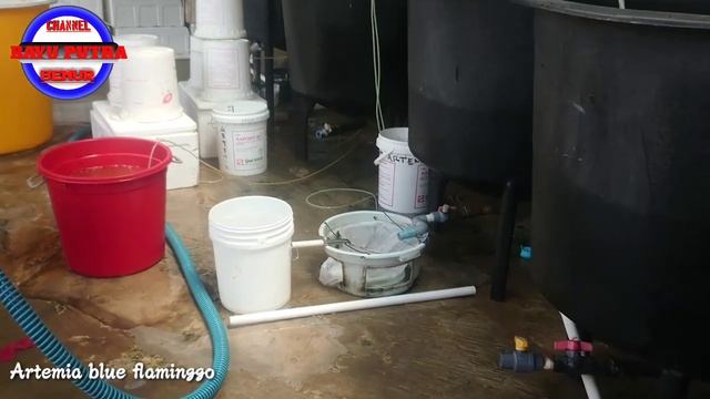 ARTEMIA BLUE FLAMINGO.