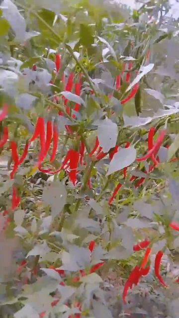 farm me mirch ka tree 💯💯💯 смотреть онлайн