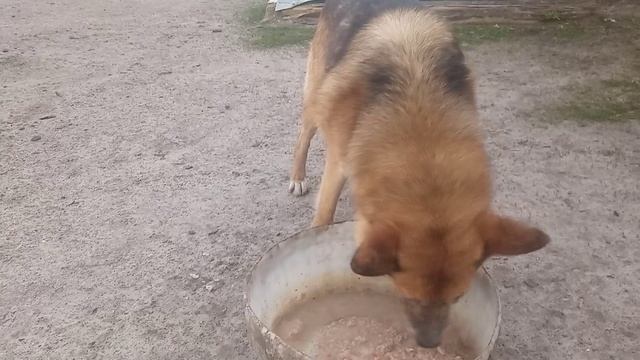 В гости к Алтаю!!! смотреть онлайн