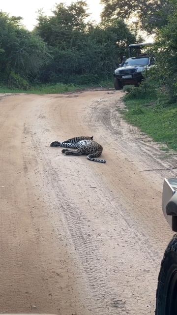 Favorite road block😍#nature #viral #animal #wildlife #yala #safari #leopard # смотреть онлайн