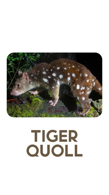 Types Of Quolls | All 6 Quoll Species #quolls #marsupials смотреть онлайн