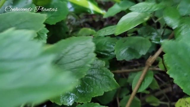 PATCHOULI - ORIZA PLANTA смотреть онлайн