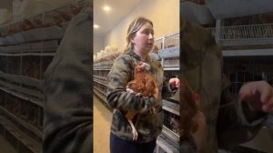 У кур припухли или заплыли глаза