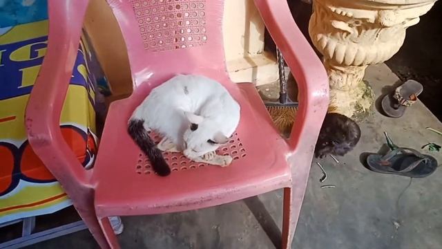 Marmud lucu bermain sama kucing kok bisa? | Peliharaan Alya ting ting смотреть онлайн