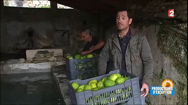 La culture du CEDRAT en Haute-Corse смотреть онлайн