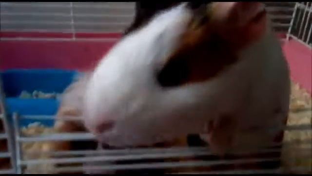 Боничка и Боберт мои малыши