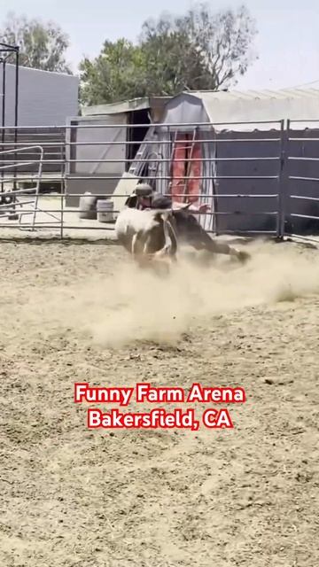 💨🎯💥These fighting bulls are so fast!!! #bullfighting #pbr #rodeo #video смотреть онлайн