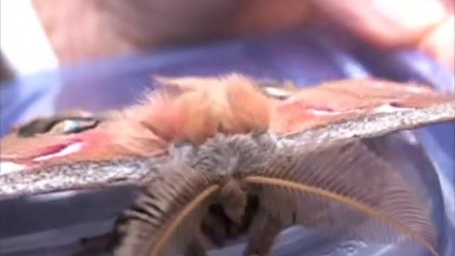 Most beautiful moth.mov смотреть онлайн