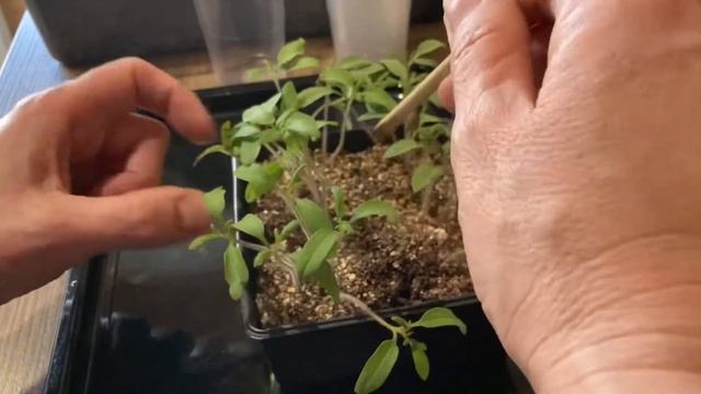 Пикирую индетерминантные томаты, 25 марта смотреть онлайн