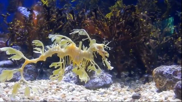 Facts: The Leafy Seadragon смотреть онлайн
