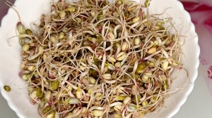 Выращивание проростков и ростков (микрозелени) бобов «Маш» в банке