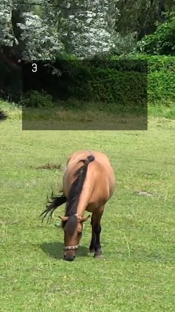 Немного познавательного видео про животных смотреть онлайн