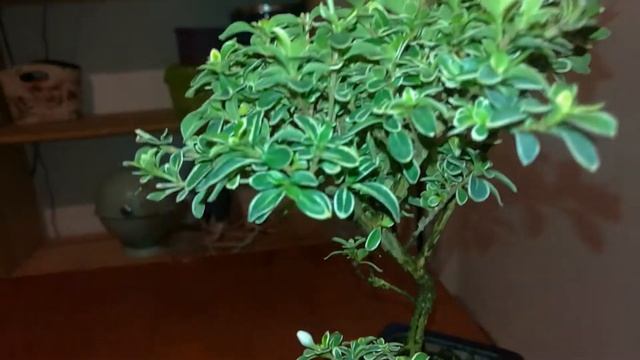 Bonsai Bellissimo Esemplare Di Serissa Variegata