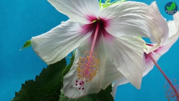 The Most Beautiful Flowers Collection | Flower Blooming Time Lapse | Most Beautiful Flowers Video