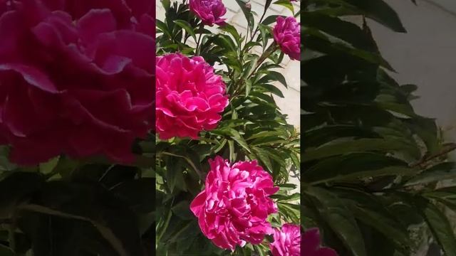 пионы смотреть онлайн