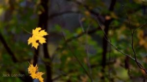 Блюз Опадающих Листьев (HD 1280x720)