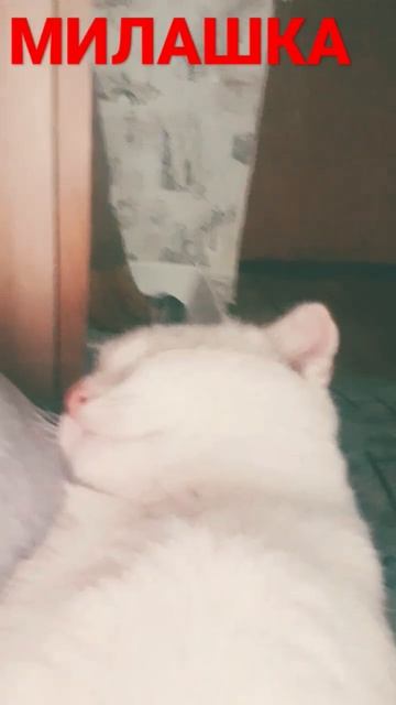 МИЛАШКА РАЗВЕ НЕ ТАК (МИЛОЕ ВИДЕО МИЛОТА)❤❤❤❤❤🥰😍 смотреть онлайн