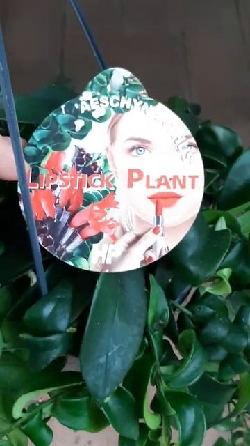 AMAZING CURLY LEAVES‼️🤩😍 AESCHYNANTHUS RASTA ‼️CHECK THIS OUT ‼️ #short #germany #spring смотреть онлайн