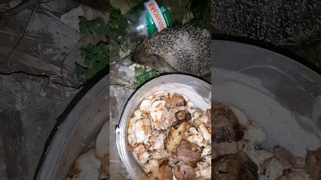 Ежик жрет смотреть онлайн