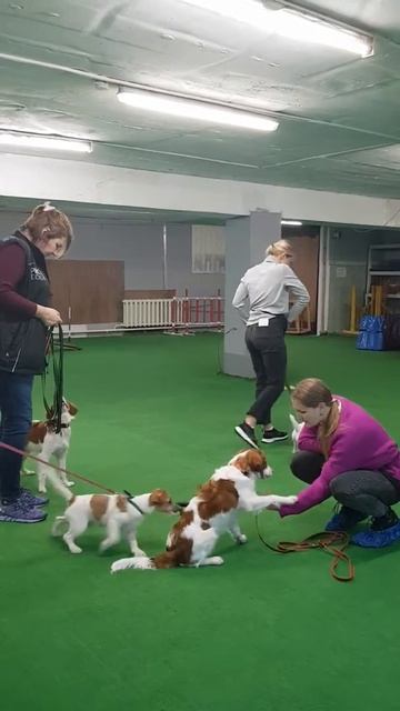 Отучение щенка от подбора с пола. Койкерхондье смотреть онлайн