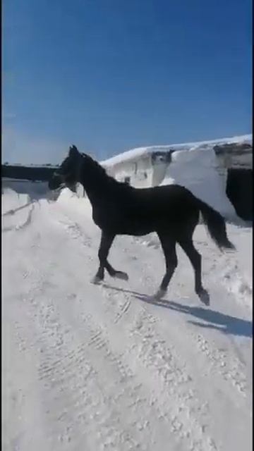 Жеребчик 6 месяцев полукровка Орловской рысистой породы. Изящный красавчик🤗🐎👍 Алтай 🏔️ смотреть онлайн