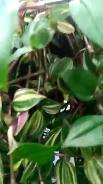 Традесканция квадриколор в green-7.ru смотреть онлайн