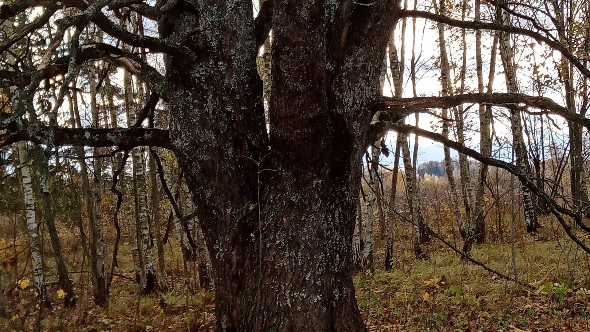 Поздняя осень смотреть онлайн