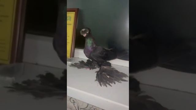Узбекские голуби ОТ 1000€ Pigeons الحمام Tauben  Merpati کبوتر鴿子 ハトkaʙūtar